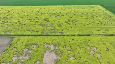 Tarla faresi mikrotus arvalis yağ tohumu felaketi tecavüze uğradı. Brassica napus insansız hava aracı hava üssü kısa kuyruklu böcek istilasına uğradı. Gri kahverengi tarla faresi nüfusu fazlalaştı ve hasar verdi.