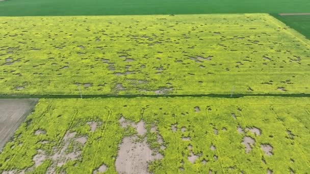 Microtus Arvalis Oilfond Disaster 이라는 일반적 보울은 보울의 과잉으로 Brassica — 비디오