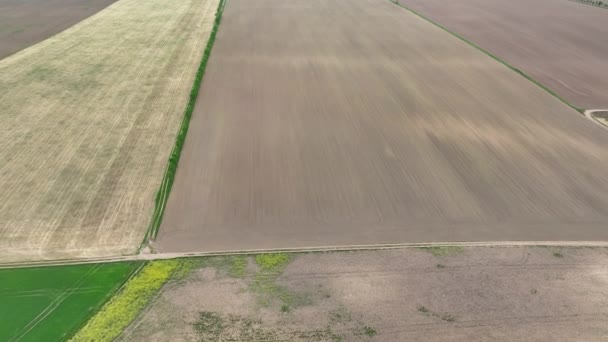 Tarla Faresi Mikrotus Arvalis Yağ Tohumu Felaketi Tecavüze Uğradı Brassica — Stok video