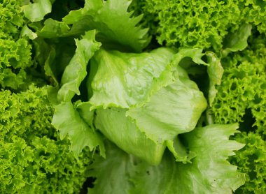 Buzdağı yeşili marul taze yapraklar biyolojik kıvırcık Lactuca sativa kapitata buz hasadı yaprağı çiftçisi taze büyüme biyolojisi sebze kökü sapı kalın çiftçiler sebze yetiştiriyor.