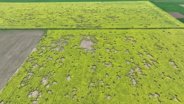 Campos Comunes Microtus Arvalis Oilseed Disaster Extremely Attacked Rape Brassica — Vídeo de stock
