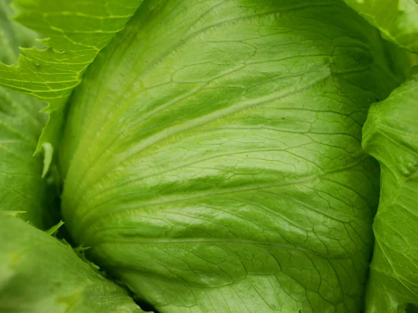 stock image Iceberg green lettuce farm fresh leaves bio curly Lactuca sativa capitata ice harvest leaf farmer freshly growth bio harvesting vegetable spring stem stalk thick farmer farming grows vegetables