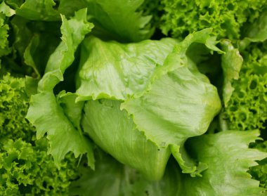 Buzdağı yeşili marul taze yapraklar biyolojik kıvırcık Lactuca sativa kapitata buz hasadı yaprağı çiftçisi taze büyüme biyolojisi sebze kökü sapı kalın çiftçiler sebze yetiştiriyor.