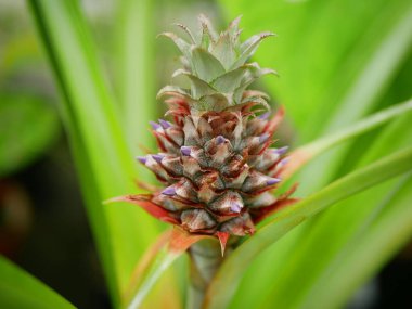 Ananas comosus taze tropikal taze meyve fidanları yetişir doğal yaprak çiftliği, ananas ağacı Brezilya 'dan gelir ve Paraguay tarım biyolojisi yerel olarak yayılır