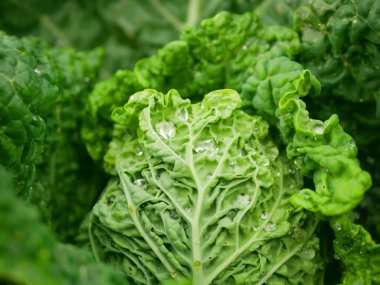 Savoy lahanası çiyleri, yağmur damlaları, taze su yaprak yaprak başları, Brassica oleracea sabauda arazi kökü, sebze çiftliği, hasat hasat, ekili bahçe sapı...