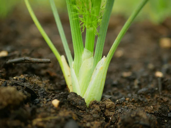 Fennel Foeniculum Vulgare Close Bulb Harvest Stalks Detail Green Bio — Stock Photo, Image