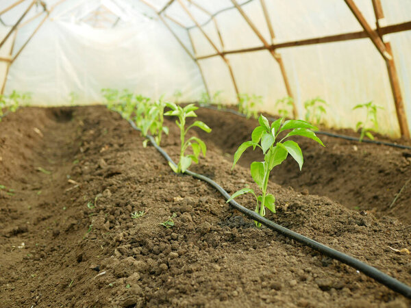 Pepper seedling greenhouse foil young planting bio green capsicum annuum jalapeno farm ripe grow fresh plant plantation chile detail close-up field land with bell sweet vegetable cultivars, climate