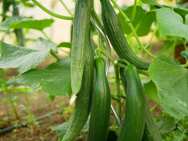 Concombre Anglais Cucumis Sativus Seedless Bio Green Harvest Agriculteur Culture — Photo