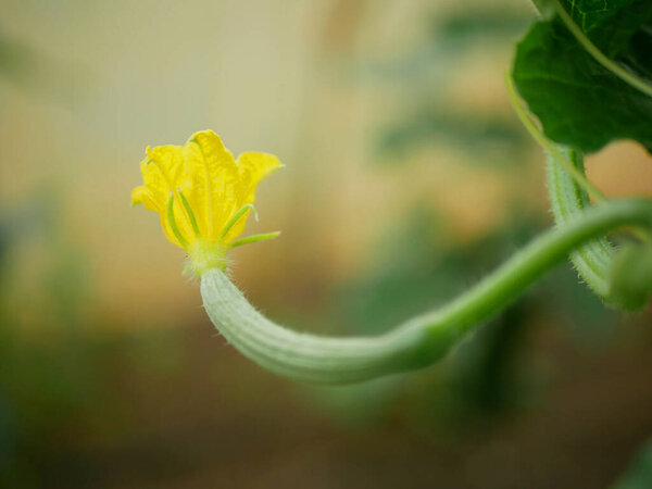 Cucumber english young Cucumis sativus seedless bio green harvest farmer farming greenhouse folio and agricultural farm garden European corrugated harvesting burpless leaf food natural plant leaves