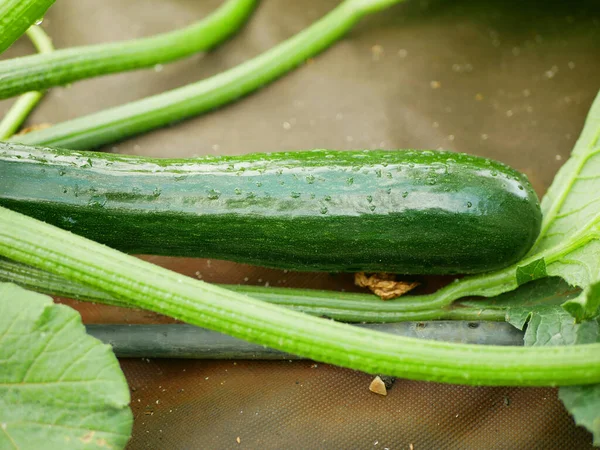 Farm Field Courgette Bio Zucchini Vegetable Garden Squash Planting Young — Stock Photo, Image