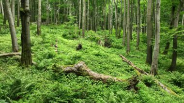 Kayın ağaçları, Bile Karpaty 'de çekilen insansız hava aracı görüntüsü UNESCO Beyaz Karpatlar Çek Cumhuriyeti, eğrelti otu dalları, cüce akçaağaç gövdeleri, nesli tükenmekte olan bitki türleri, ormanlık alandaki doruk noktalar.