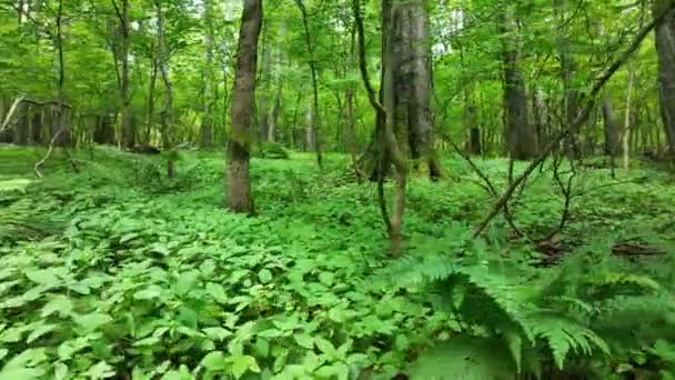 Bosques Vírgenes Haya Drone Video Aéreo Filmado Bile Karpaty Paisaje — Vídeo de stock