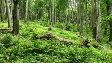 Kayın ağaçları, Bile Karpaty 'de çekilen insansız hava aracı görüntüsü UNESCO Beyaz Karpatlar Çek Cumhuriyeti, eğrelti otu dalları, cüce akçaağaç gövdeleri, nesli tükenmekte olan bitki türleri, ormanlık alandaki doruk noktalar.
