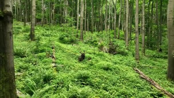 Faia Virgem Árvores Florestais Drone Vídeo Aéreo Filmado Bile Karpaty — Vídeo de Stock