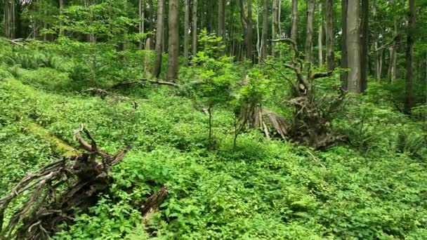 Faia Virgem Árvores Florestais Drone Vídeo Aéreo Filmado Bile Karpaty — Vídeo de Stock