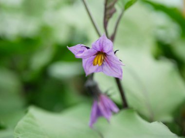 Patlıcan çiçek açar Solanum melongena çiçekleri patlıcan çiçeği menekşe brinjal yeşil sebze baigan çalısı siyah çiftçi sera yaprağı taze çiftlik bahçesi uzun gıda bitkileri hasat ediyor