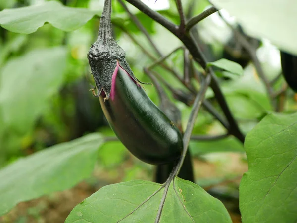 Aubergine Mûre Solanum Melongena Aubergine Brinjal Bio Vert Récolte Agriculteur — Photo