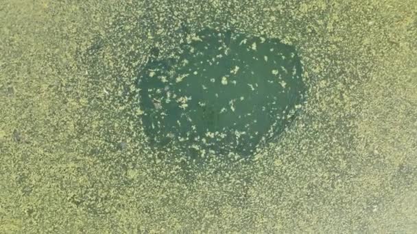 Eutrofiëring Gebrek Aan Zuurstof Voor Groei Cyanobacteriën Algen Droogte Drogen — Stockvideo