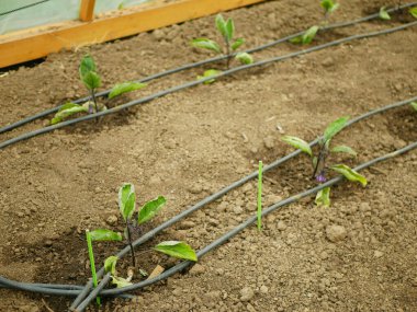 Patlıcan tohumu tomurcuklanıyor. Solanum melongena çiçeği patlıcan yetiştiriyor. Patlıcan yetiştiriyor. Menekşe, brinjal, yeşil sebze yetiştiriyor.