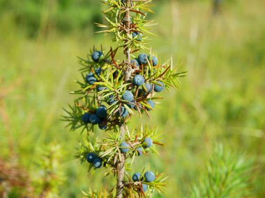 Juniper Juniperus Communis, UNESCO 'da kaliteli alkollü içecekler üretimi için yaygın meyve kalitesinde olgun böğürtlenler, likör, bitkisel ilaç borovicka, UNESCO