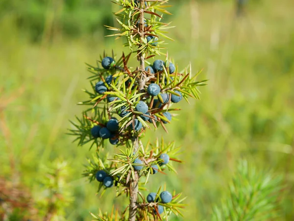 Juniper Juniperus Communis 일반적인 성숙한 알코올 음료의 생산을위한 자주색 유네스코에서 — 스톡 사진