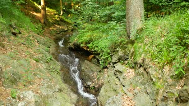 Cachoeiras Floresta Fluxo Caminho Através Pedras Conto Fadas Verão Paisagem — Vídeo de Stock