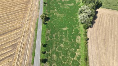 Tarla faresi mikrotus arvalis faciası son derece saldırıya uğradı. Medicago sativa lucerne drone hava aracı menekşe çiçekleri kısa kuyruklu haşereler tarafından istila edildi. Gri kahverengi tarla faresi aşırı nüfusu.