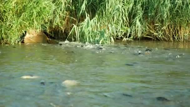 Baixo Oxigênio Lago Fluxo Aeração Seca Lagoa Cardume Carpa Cyprinus — Vídeo de Stock