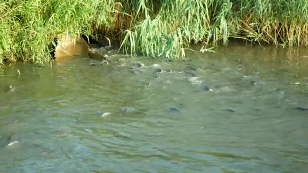 연못에서 흐름으로 개발의 물고기 고갈의 죽음에 키프리누스 카르피오 물고기의 Shoal로 — 비디오