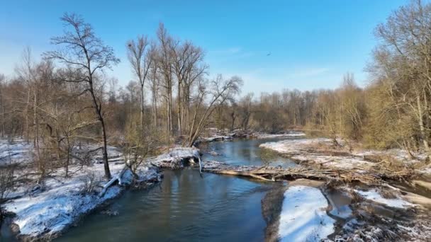 River Delta Floodplain Beaver European Dam Impoundment Castor Fiber Winter — Stock Video