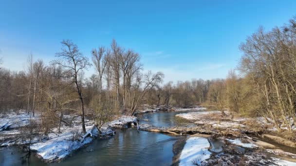 Řeka Delta Floodplain Bobr Evropská Přehrada Obstavení Castor Vláknina Zima — Stock video