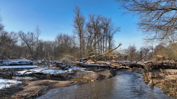 Flussdelta Aue Biber Europäische Staudamm Beschlagnahme Castor Faser Winter Schnee — Stockvideo