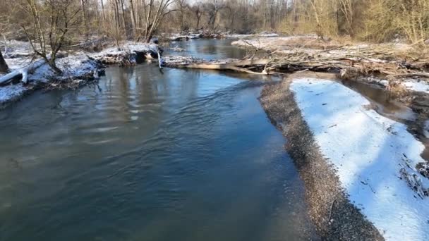 River Delta Floodplain Bobr Konfiskata Tamy Europejskiej Castor Fiber Zima — Wideo stockowe