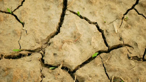 Drought Wheat Dry Field Land Triticum Aestivum Very Drying Soil — Stock Photo, Image