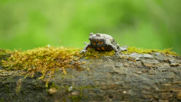 欧洲火腹蛤蟆Bombina视频 两栖动物青蛙栖息于水湿地的分支动物苔藓上 濒危物种 生态稳定性自然纯度指标 — 图库视频影像