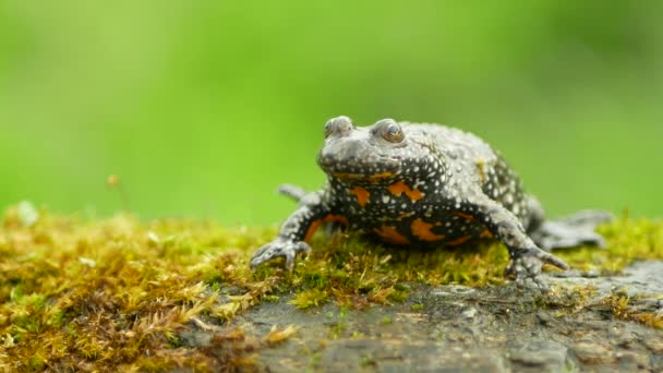 European Fire Bellied Toad Bombina Bombina Video Amphibian Frog Sits — Stock Video