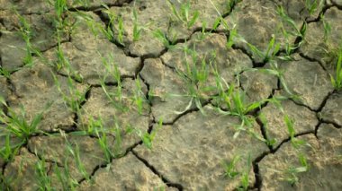 Kurak buğday tarlası Triticum aestivum, toprağı kurutur, toprağı kurutur, iklim değişikliği, çevresel felaketler ve toprak çatlakları, bitkiler ve hayvanlar için ölüm, toprak bozulması