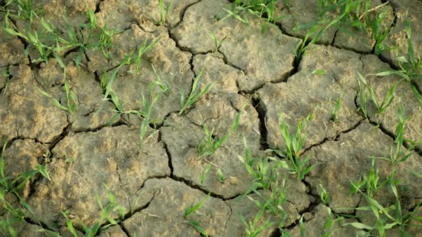 Sequía Trigo Campo Seco Tierra Triticum Aestivum Muy Secar Suelo — Vídeos de Stock