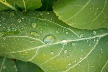 Kohlrabi hasat yaprakları çiy döküyor. Su, tuber, biyolojik detay. Folyo, toprak, tarla, tarla kökü, şalgam yaprağı.