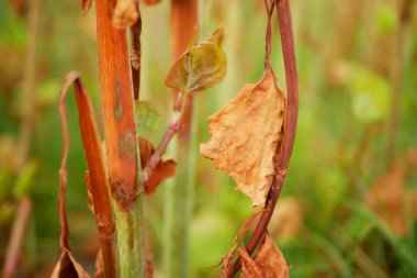 Knotweed Reynoutria bitki öldürücü sprey sıkarak yaprakları yok etti. Köy evlerini istila etti. Fallopia japonica Sakhalin Japonyalı.