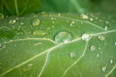 Kohlrabi hasat yaprakları çiy döküyor. Su, tuber, biyolojik detay. Folyo, toprak, tarla, tarla kökü, şalgam yaprağı.