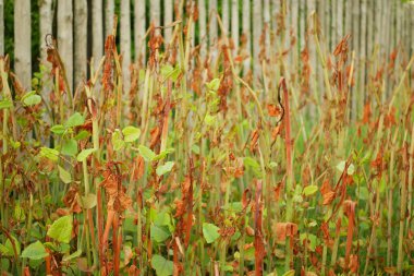 Knotweed Reynoutria istilacı bitki öldürücü sprey sıkarak yaprakları yok ediyor. Köy evinin detaylarını, Fallopia japonica Sakhalin Japoncasını ve tehlikeli bitki yaprağının geniş bir türünü yok ediyor.