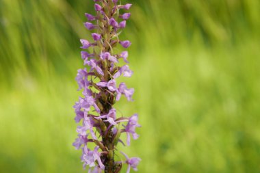 Kokulu orkide, vahşi orkide tebeşir pembe çiçekleri, Gymnadenia conopsea çiçeği, çayır, nesli tükenmekte olan türler, UNESCO biyosfer rezervasyonu Bile Karpaty Beyaz Karpatya doğa rezervi