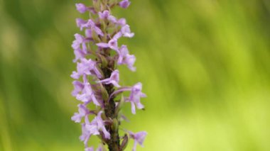 Kokulu orkide, karınca ve yaprak bitkileri çiftçilik simbiyozu bitki özsuyu emen yabani orkide tebeşiri çiçekleri, Gymnadenia conopsea çiçeği, çayır böcekleri, nesli tükenmekte olan türler, UNESCO biyosferi