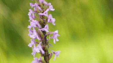 Kokulu orkide, karınca ve yaprak bitkileri çiftçilik simbiyozu bitki özsuyu emen yabani orkide tebeşiri çiçekleri, Gymnadenia conopsea çiçeği, çayır böcekleri, nesli tükenmekte olan türler, UNESCO biyosferi