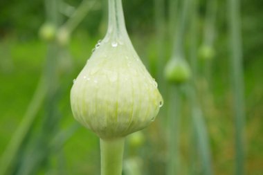 Pırasa tohumları Allium ampeloprasum var. Porrom eski tarla yaprağı yeşil ekinler beyaz, tarım bahçesi biyolojik organik leke büyük taze lek çiftliği başlı meyve sebzesi bienal bitki kökü