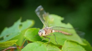 Serseri dart Sympetrum Vulgatum Avrupalı yusufçuk böcekleri avcı yusufçuklar dişi nehir manzarası Orta ve Kuzeydoğu bileşik gözlerinde Odonata yaygındır