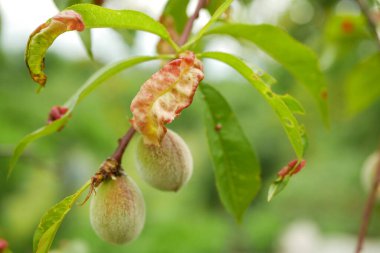 Şeftali yaprağı kıvrımlı hasta yapraklar ve şeftali ağacı Taphrina deformans yakın plan. Şeftali ağacının mantar hastalığı. Taphrina deformans hastalıkları çiftçiliği. Şeftali, nektarin ve badem bulaşıyor.
