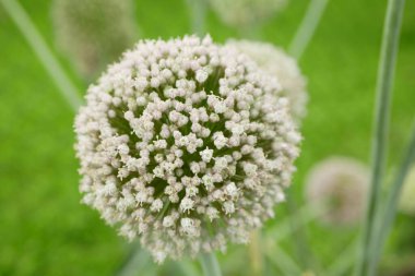 Pırasa tohumları Allium ampeloprasum var. Porrom eski tarla yaprağı çiçeği beyaz yeşil ekinler beyaz tarım bahçesi çiçek yaprakları organik lek büyük taze lek çiftliği başlı meyve sebzeleri