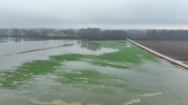 Sel çamuru yaygın buğday Triticum aestivum bitkisi tarlası hasar gördü su tarlası hasarı felaket hasat küflenmiş pas bitkisi yeşil felaket veya felaket yeşil, ısı kaybı